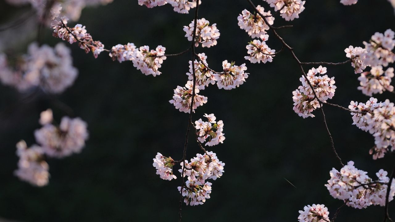Blooming cherry blossoms on branches