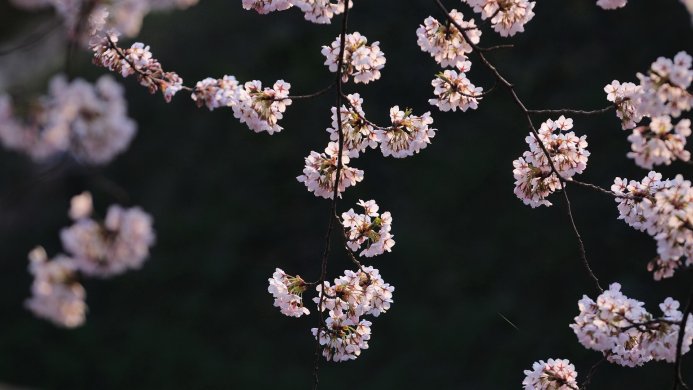 Close up of blooming cherry blossoms on a branch against a dark background