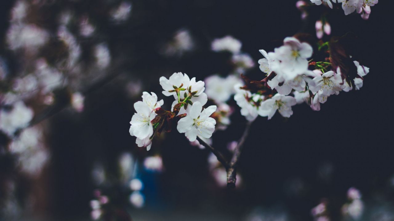 Blooming white cherry blossoms on a branch