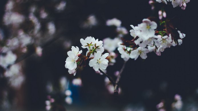Close-up of white cherry blossoms on a branch against a dark background