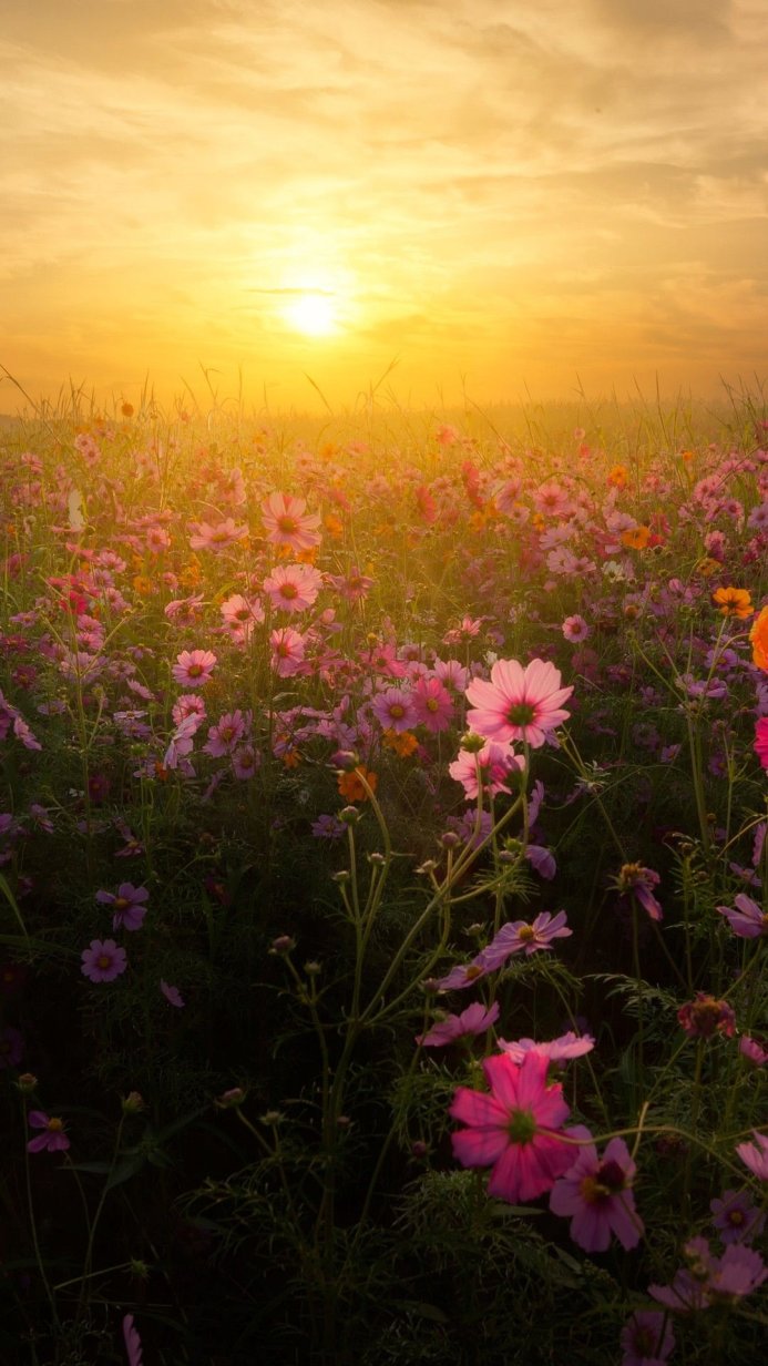Field of cosmos flowers during sunset with a warm orange and yellow sky