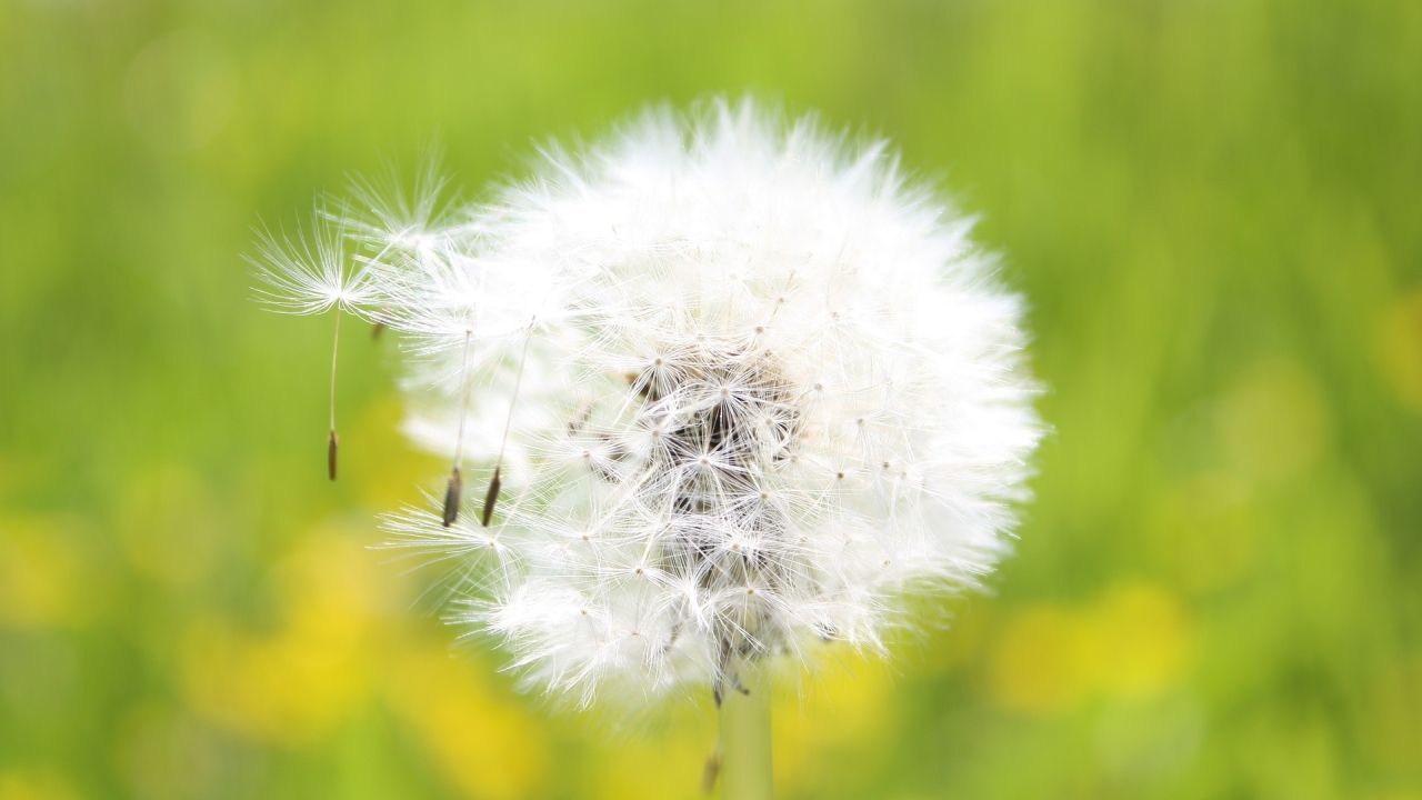 White dandelion on a green background