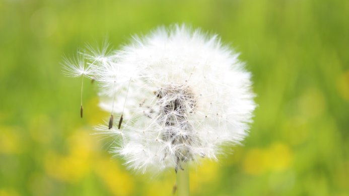 Close-up of a white dandelion seed head against a blurry green and yellow background