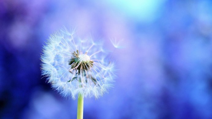Close-up of a dandelion seedhead against a blurred blue and purple background