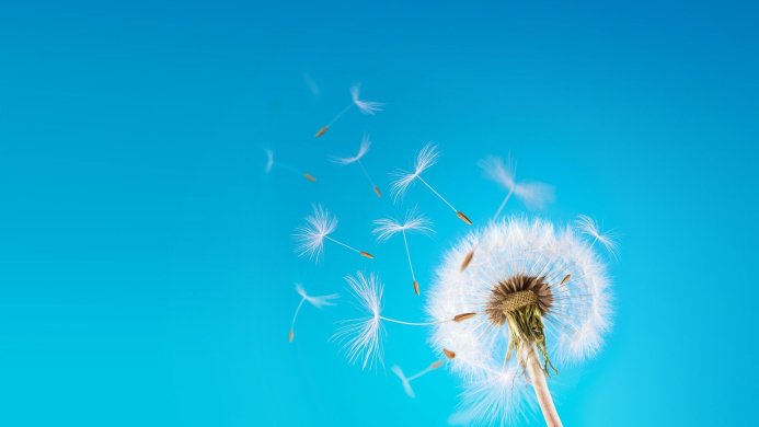 A dandelion with seeds blowing in the wind against a clear blue sky