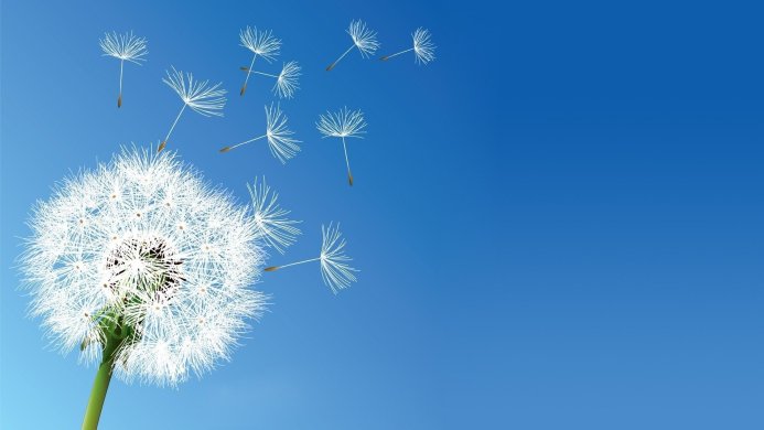 Dandelion with seeds blowing in the wind against a clear blue sky