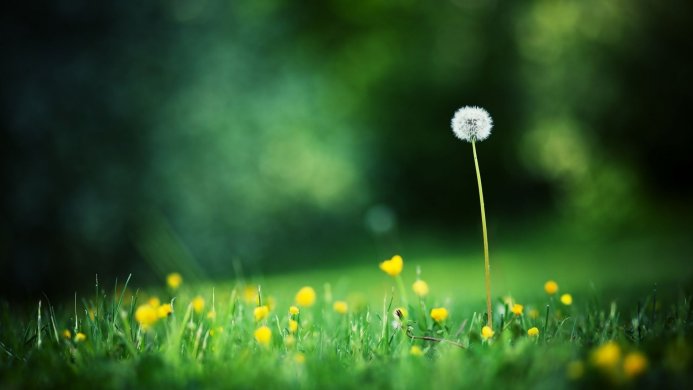 A single dandelion standing tall among green grass and small yellow flowers