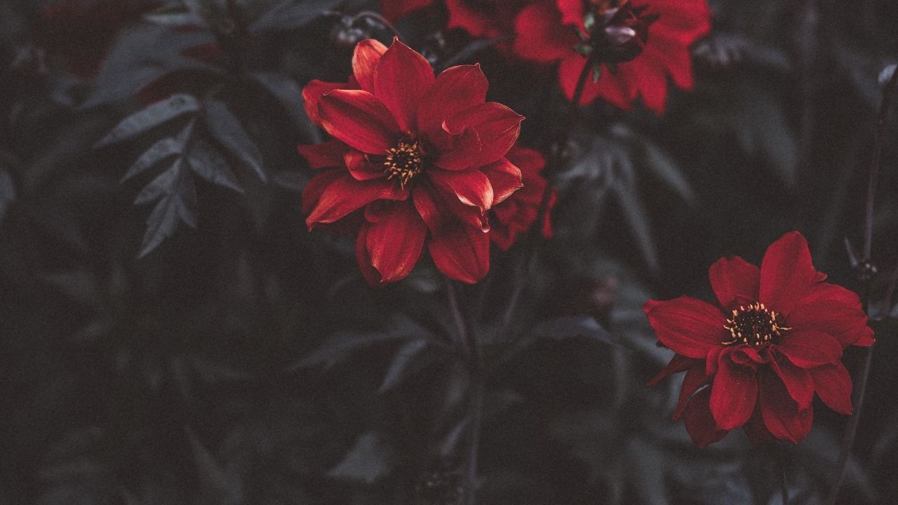 Red dahlia flower with dark leaves