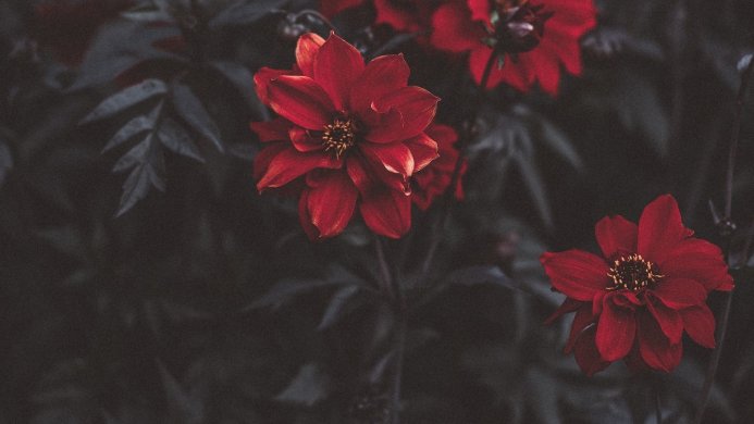 Close-up of dark red flower against a dark background