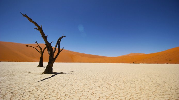 Two dead trees in a desert landscape with orange sand dunes and a clear blue sky