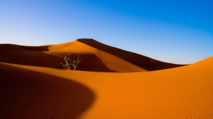 Sand dunes in a desert landscape with a plant under a clear blue sky