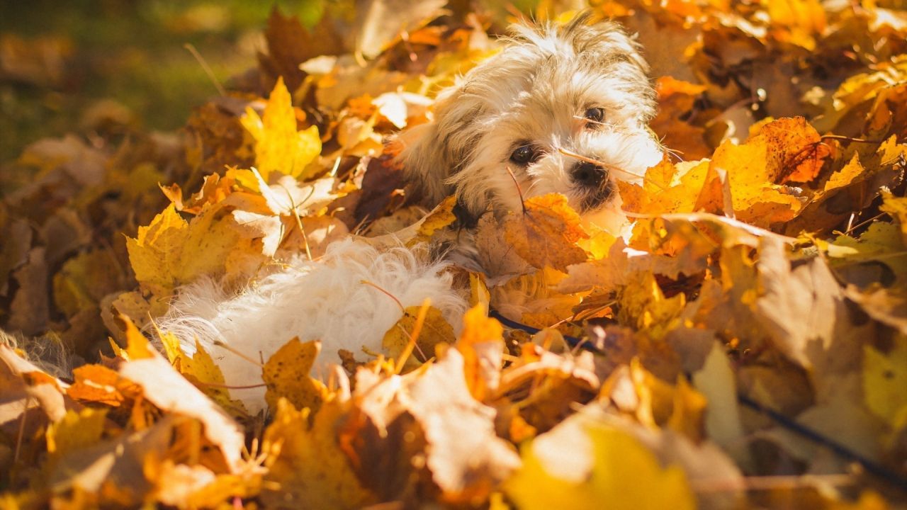 Small dog in a pile of autumn leaves