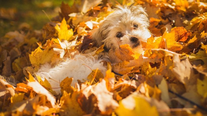 Small dog playing in a pile of yellow and orange leaves during autumn