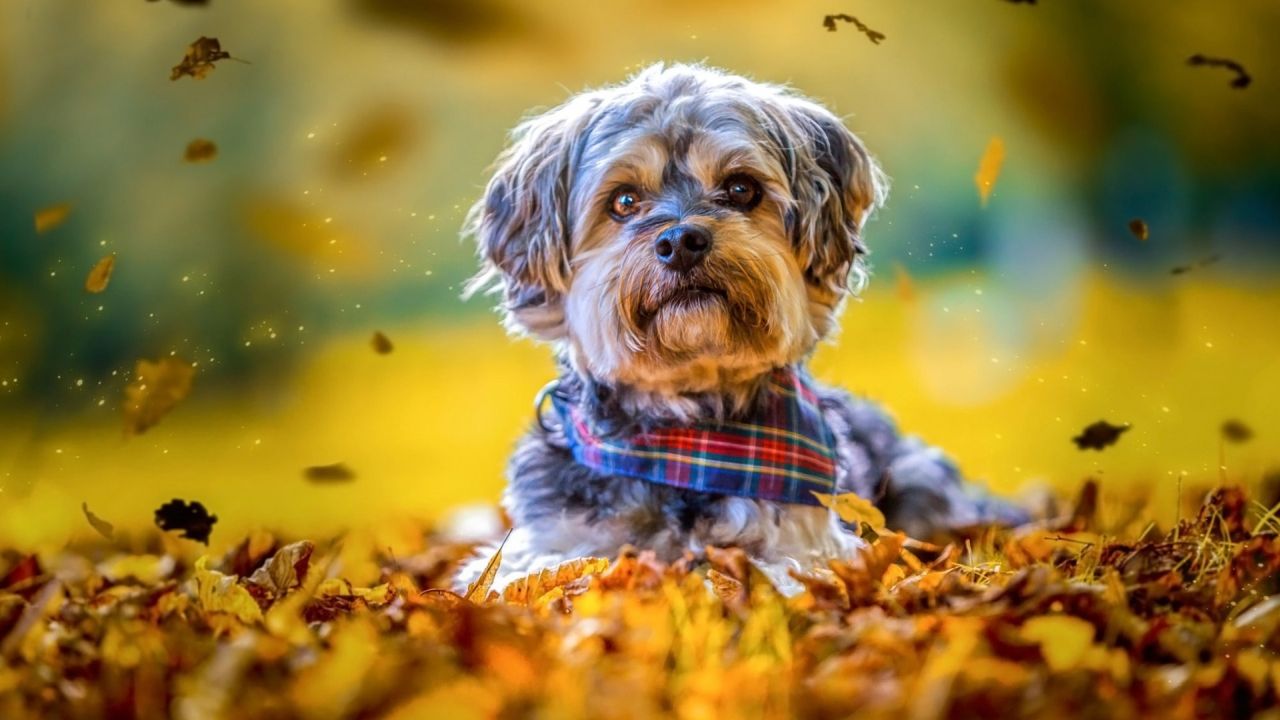 Dog lying in autumn leaves with scarf