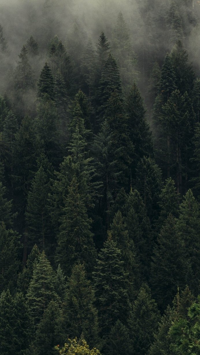 A dense forest of evergreen trees shrouded in fog