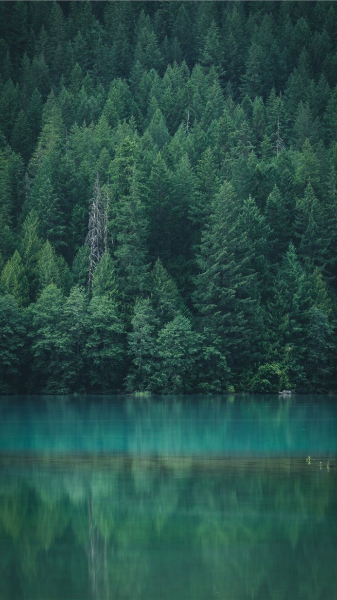 A tranquil forest reflecting in a turquoise lake. Landscape of a dense forest with water reflection