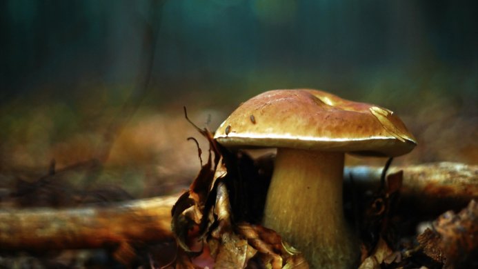 A mushroom in the forest surrounded by leaves and branches