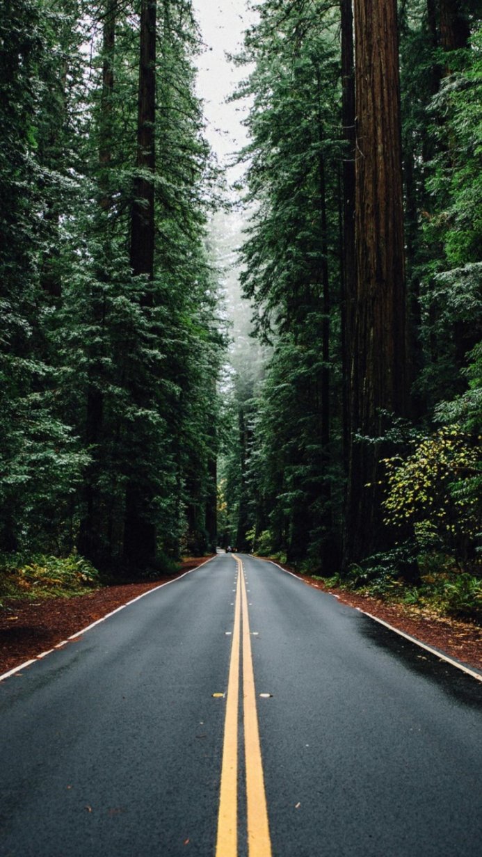 A road stretches through a dense forest of tall trees, creating a sense of depth and tranquility