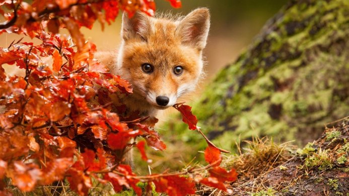 A young fox peeks out from behind red autumn leaves