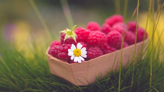 Fresh raspberries with a small white flower in a wooden punnet, sitting in green grass