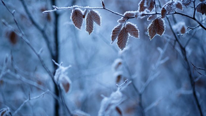 Frosted leaves and branches in a winter scene, covered in ice crystals
