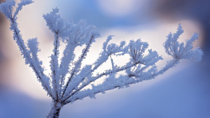 A frosted plant in winter with a blue background