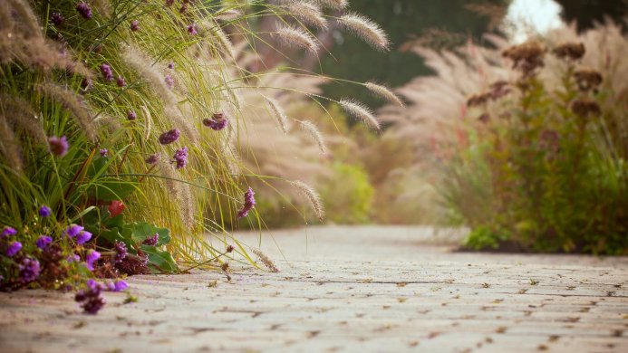 A garden path lined with foxtail grass and purple flowers