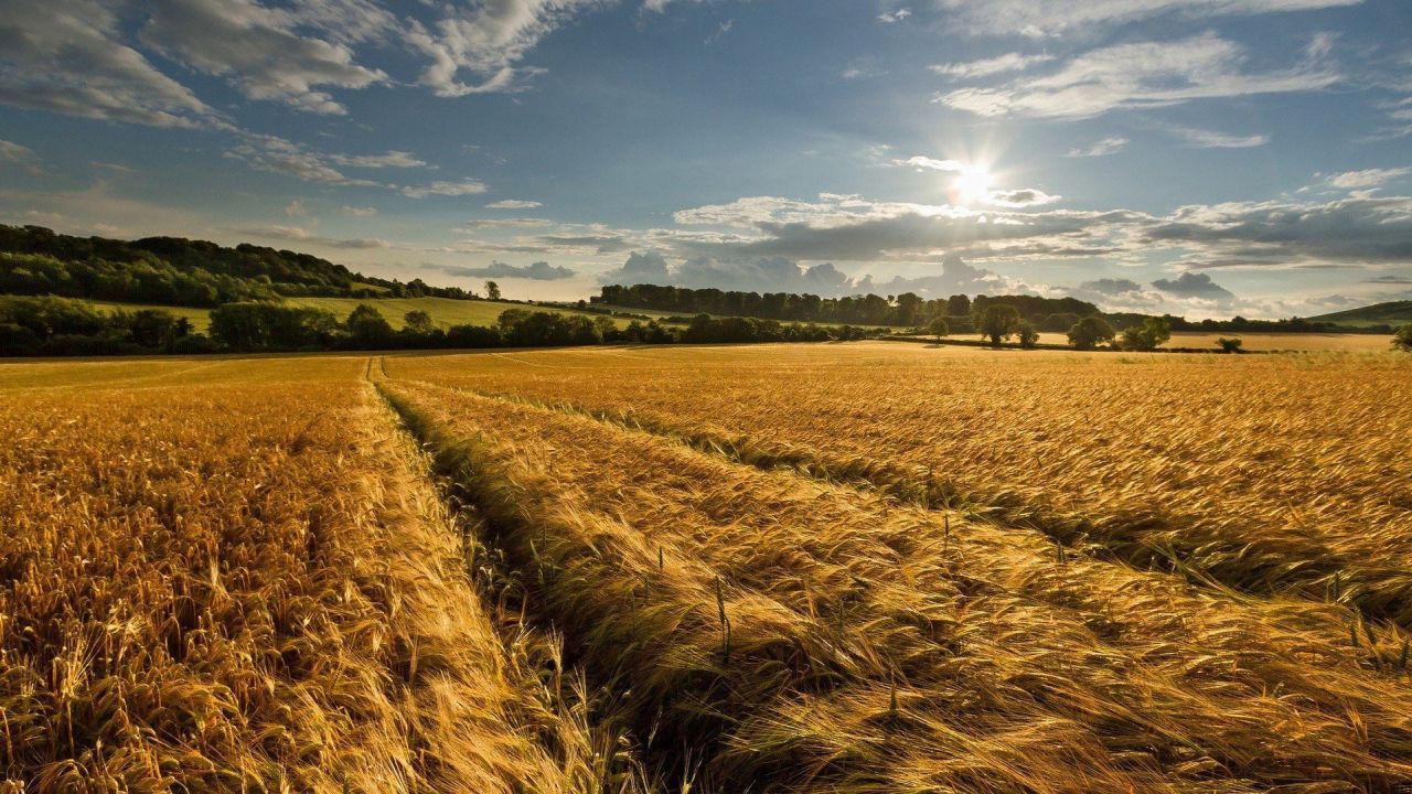 Golden wheat field under a blue sky