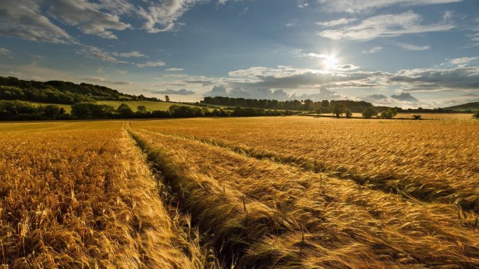 Golden wheat field under a blue sky with fluffy clouds and a bright sun