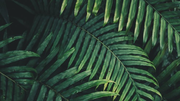 Close-up of vibrant green fern fronds, showcasing their intricate leaf patterns
