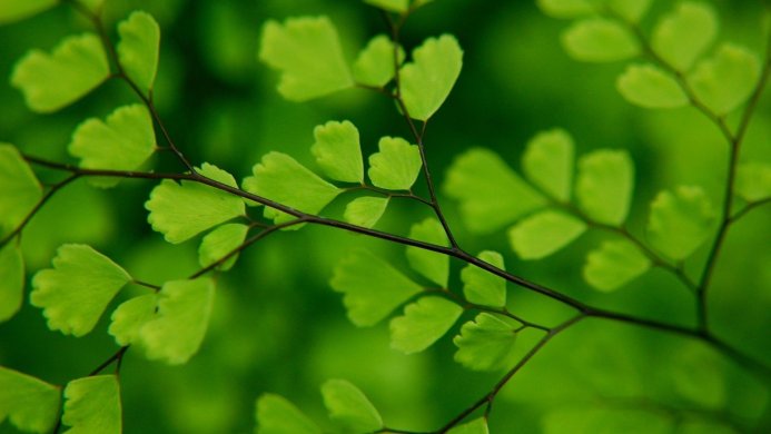 Close-up of bright green fern leaves with dark stems against a blurred green background