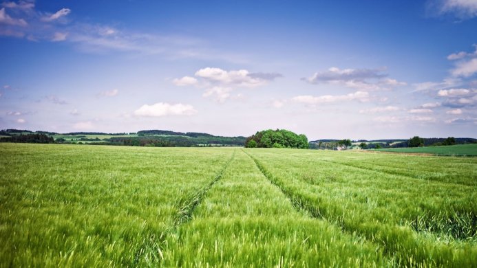 A green field under a blue sky with white clouds on a sunny day