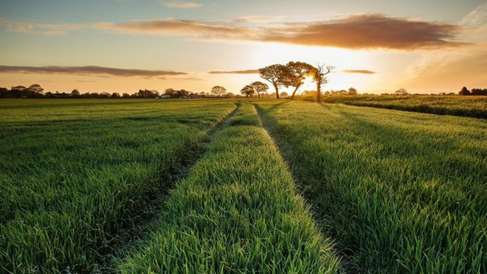 Green field with a path leading to trees backlit by the setting sun