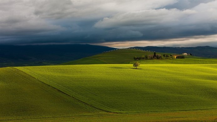 Green field with a lonely tree under a stormy sky