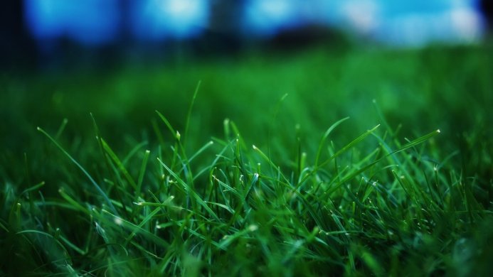 Close-up of green grass with a blurred blue background