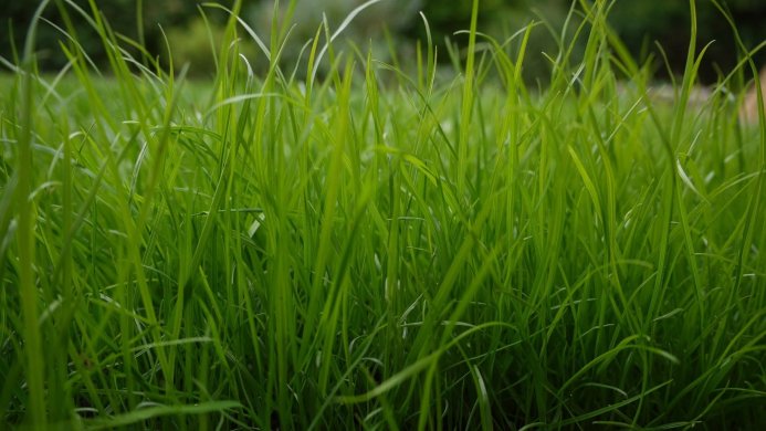 Close-up of bright green grass blades
