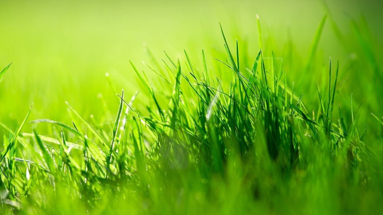 Fresh green grass close-up