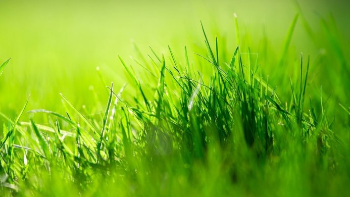 Close-up of vibrant green grass blades in bright sunlight