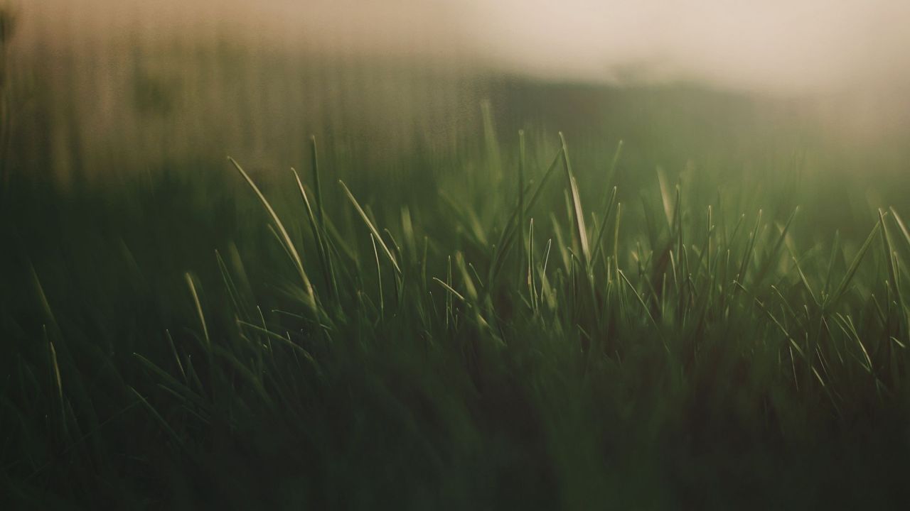 Green grass close up view