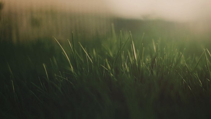 Close up of green grass