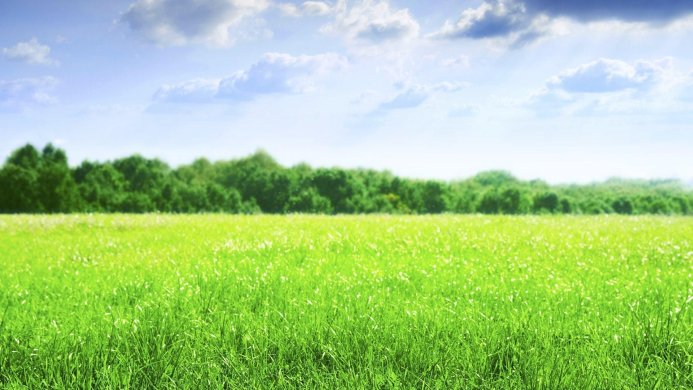 Green grass field with blue sky and white clouds, trees in the background