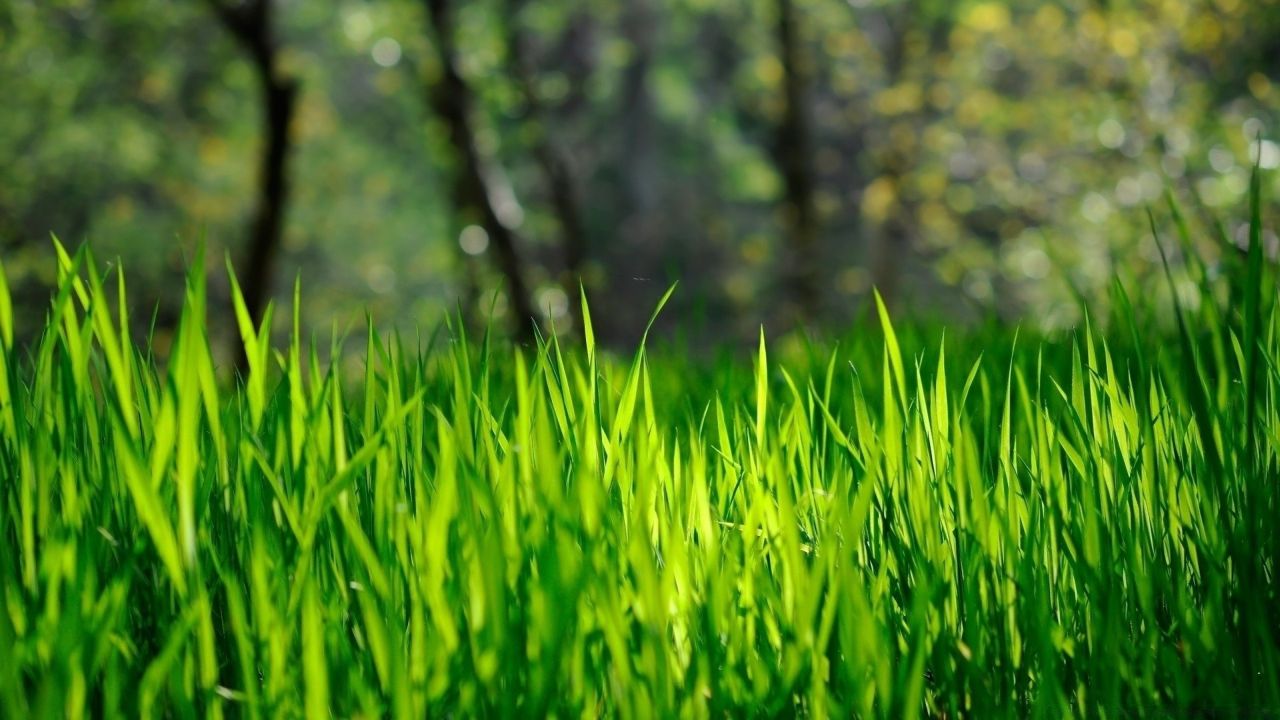 Close-up of green grass