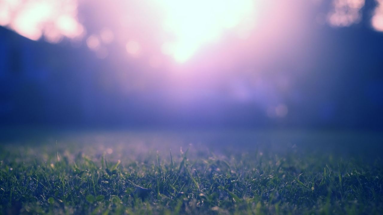 Close-up of grass with blurred background