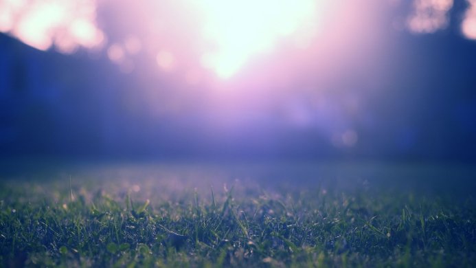 Close-up of green grass with a blurred background of blue and purple light