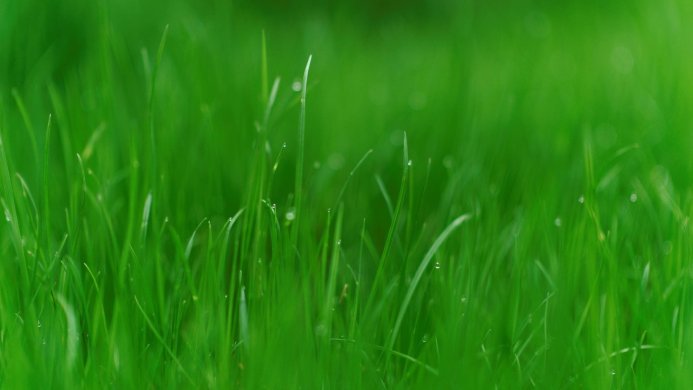 Close-up of green grass with water droplets on the blades, vibrant color