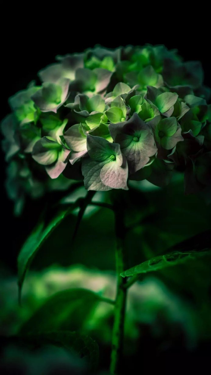 Close-up of a green and grey hydrangea flower on a dark background