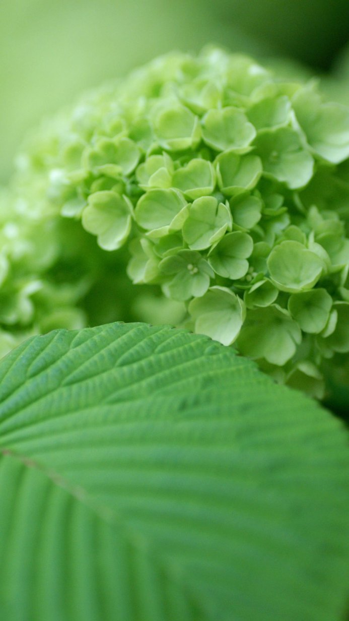 Close-up of a vibrant green hydrangea flower and a large leaf