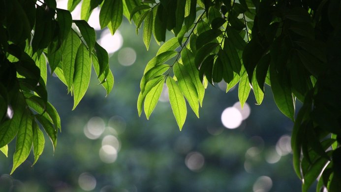 Close-up of vibrant green leaves backlit by sunlight, with blurred bokeh background
