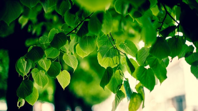 Close-up of bright green leaves hanging from a tree branch
