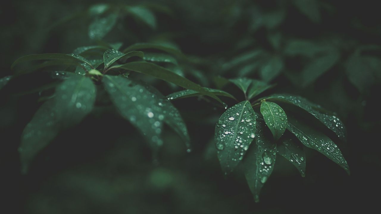 Green leaves with water droplets